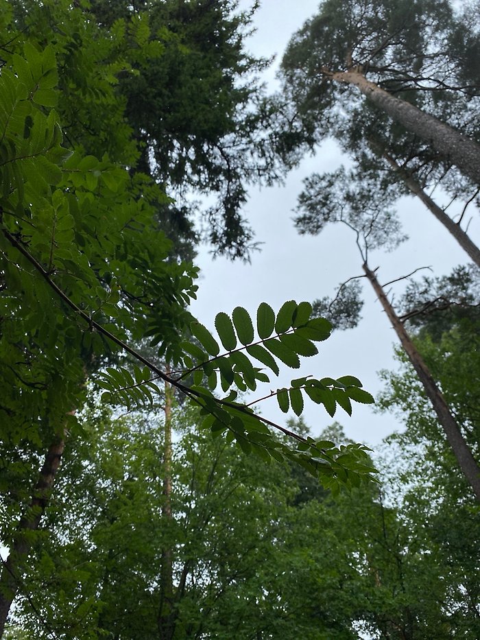 Lägereld i tältet.
