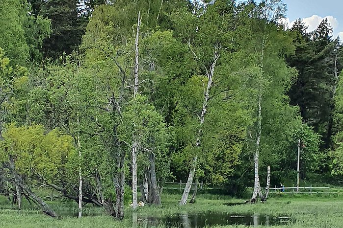 Bild på en del av våtmarken som har blivit anlagd. Bilder visar bild på gröna träd och promenadstråket.